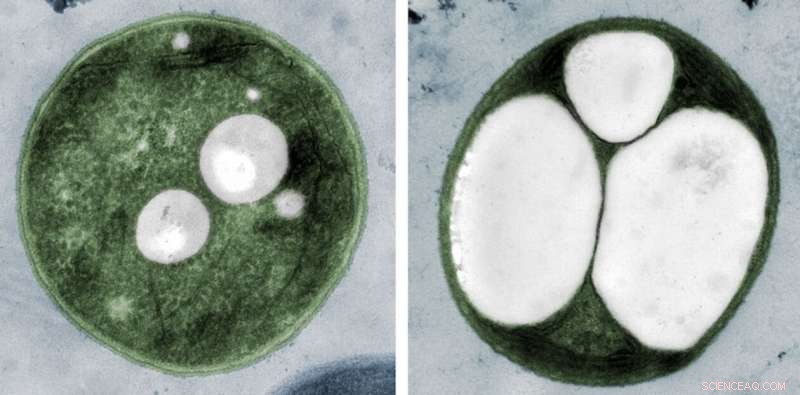 Cyanobacteria Offer a Sustainable Path to Revolutionize Plastic Production