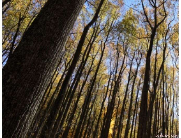 Sustainable Fibrillated Cellulose: Advancing Eco‑Friendly Technology