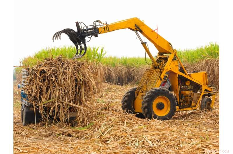 Bioplastics: Navigating the Sustainability Dilemma