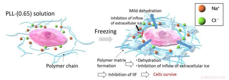 New Insights Halt Safe Cryopreservation of Biological Materials