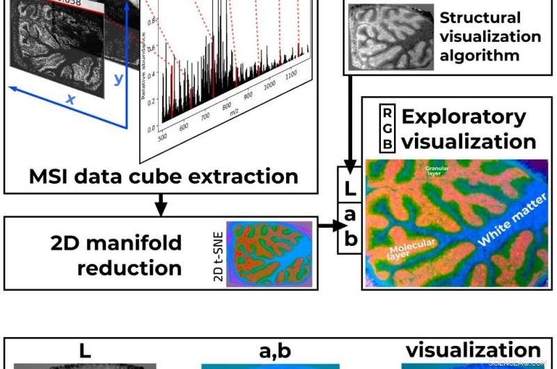 Innovative Perceptually Consistent Technique Enhances Mass Spectrometry Imaging Visualization