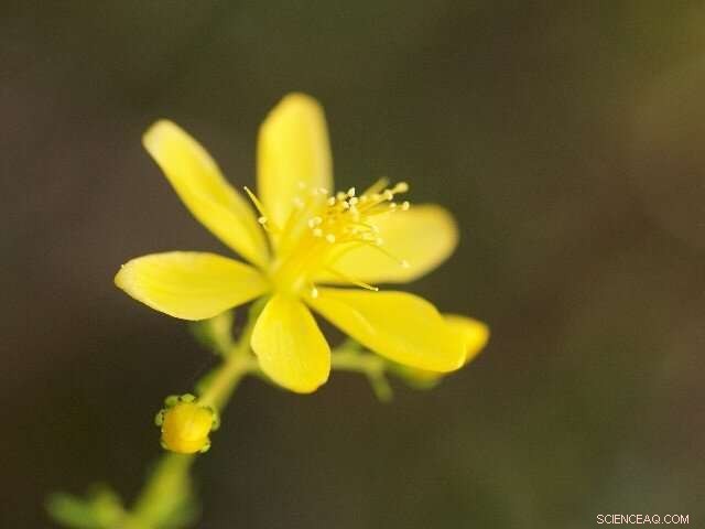 St. John s Wort Flowers: Nature’s Green Catalyst for Healing and Innovation