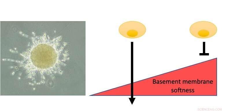 Breakthrough Study Shows Potential to Predict Cancer Metastasis Before Tumor Formation