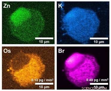 Scientists Use Diamond Synchrotron to Visualize Single-Cell Response to New Cancer Therapy