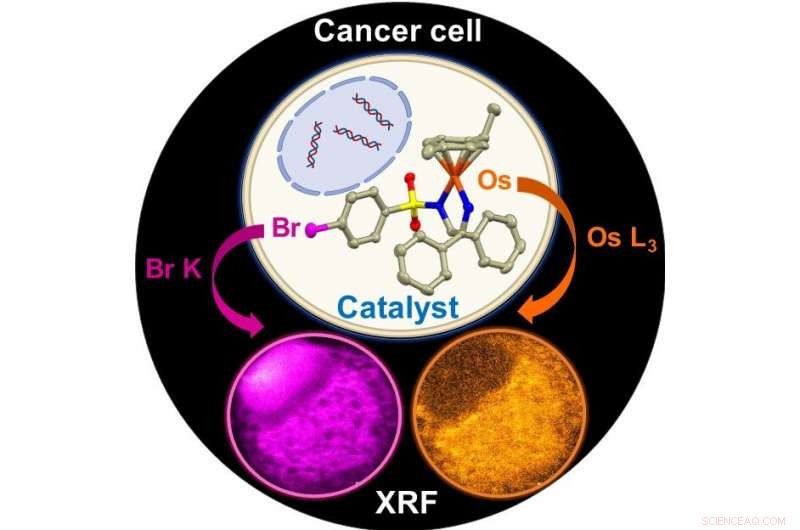 Scientists Use Diamond Synchrotron to Visualize Single-Cell Response to New Cancer Therapy