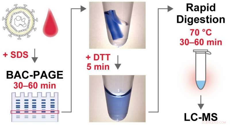 Revolutionary Gel Electrophoresis Technique Accelerates Biomarker Detection via Mass Spectrometry