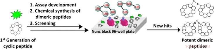 Advanced Macrocyclic Peptide Screening via Fluorescence‑Based Competitive Assay