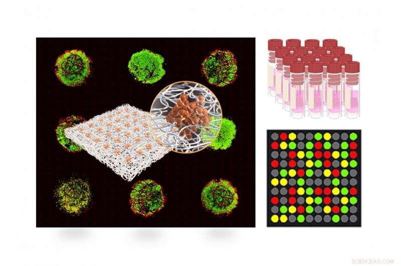 NYU Abu Dhabi Scientists Create High-Throughput Paper-Based 3‑D Tumor Model Arrays