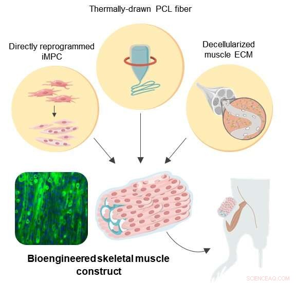 Hybrid Bioengineered Muscle Fibers: Engineered Solutions for Regenerative Medicine