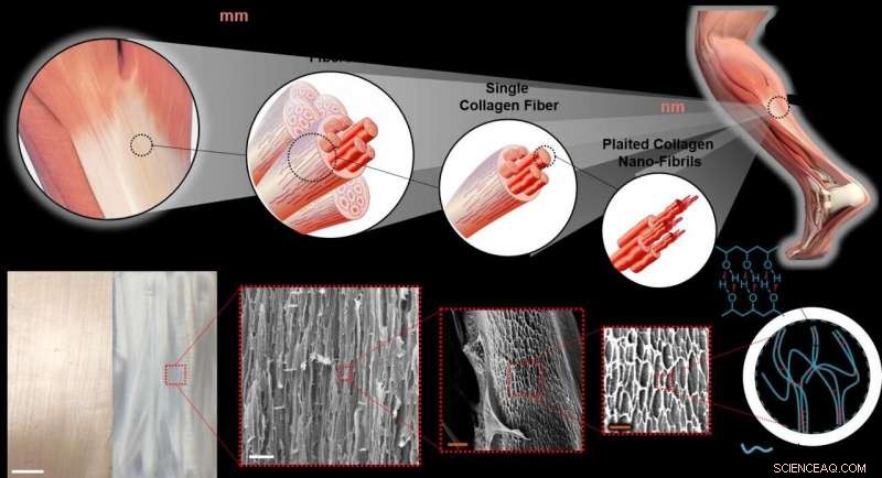 UCLA Researchers Develop Durable Artificial Tendons Using Advanced Hydrogels