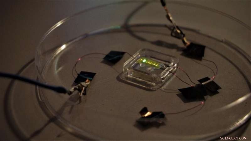 First-Ever Light-Emitting Tattoo Developed by UCL and Italian Institute of Technology