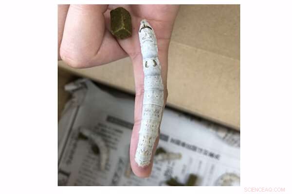 Enhancing Silk Strength by Altering Silkworm Diet