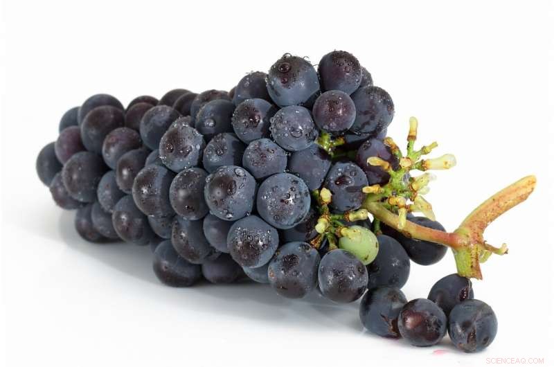 Exploring the Bitter Receptor s Role in Resveratrol s Anti-Inflammatory Effects