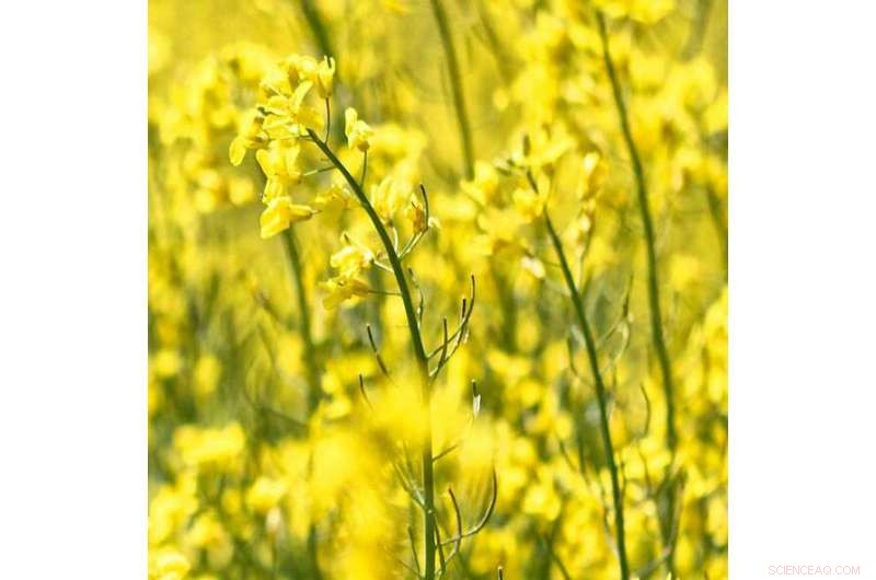 Vegetable Proteins Replace Fossil‑Derived Materials