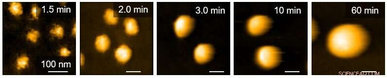 Watch the Polymerization of Hydrogel Microspheres – A Step‑by‑Step Aqueous Free‑Radical Precipitation Process