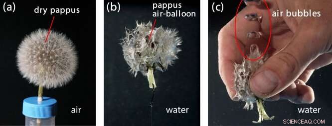 From Dandelion Seeds to Cutting‑Edge Elastic Materials: A Bioinspired Innovation