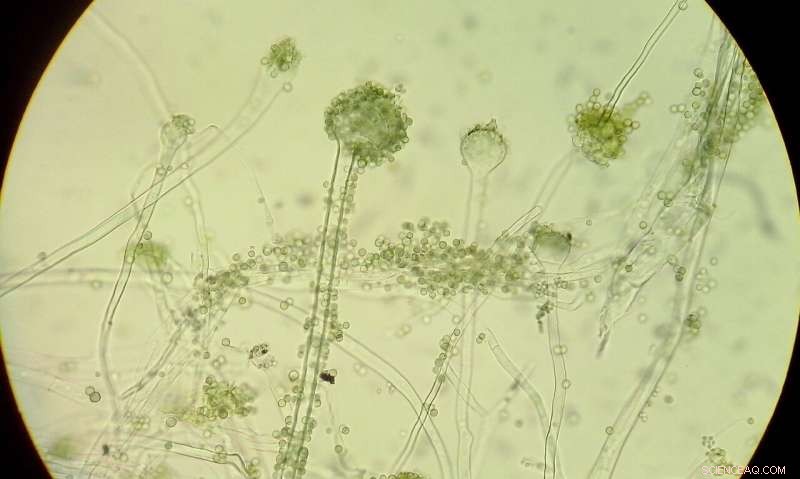 Combating Hard-to-Treat Fungal Infections: Latest Strategies and Breakthroughs