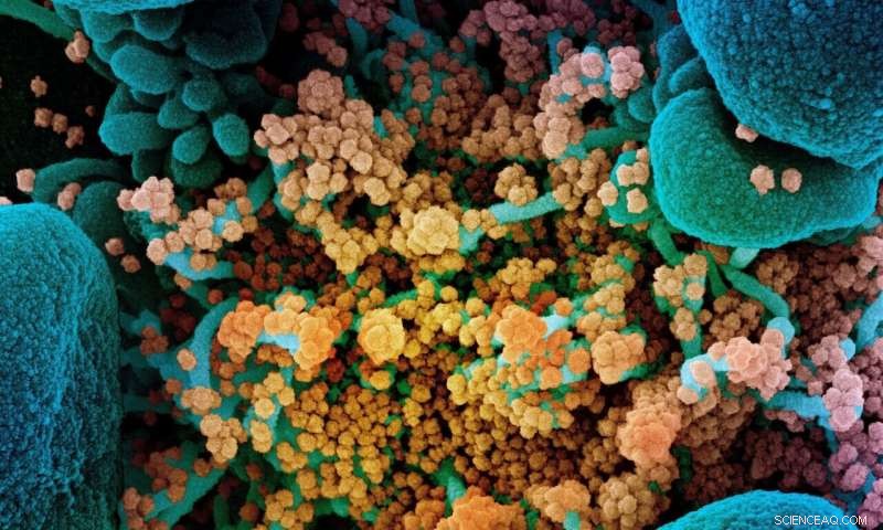 Pharmacists Identify New SARS-CoV-2 Inhibitors, Advancing COVID-19 Treatment