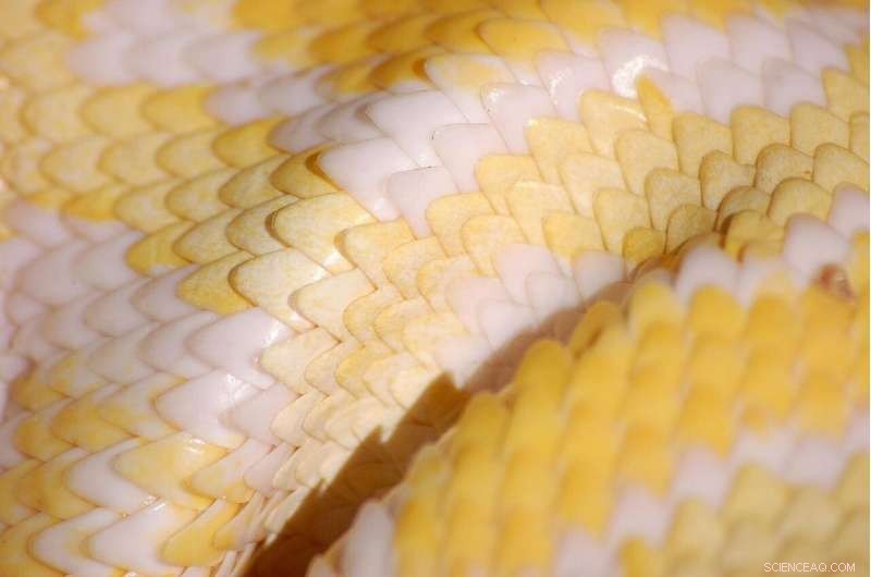 New Snake-Inspired Material Achieves Ultra-Low Friction