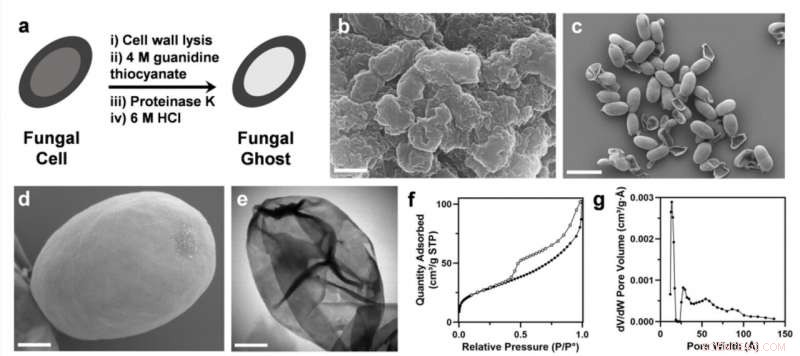 Fungal Ghosts: A New Biologic Shield Against Toxins and Radiation