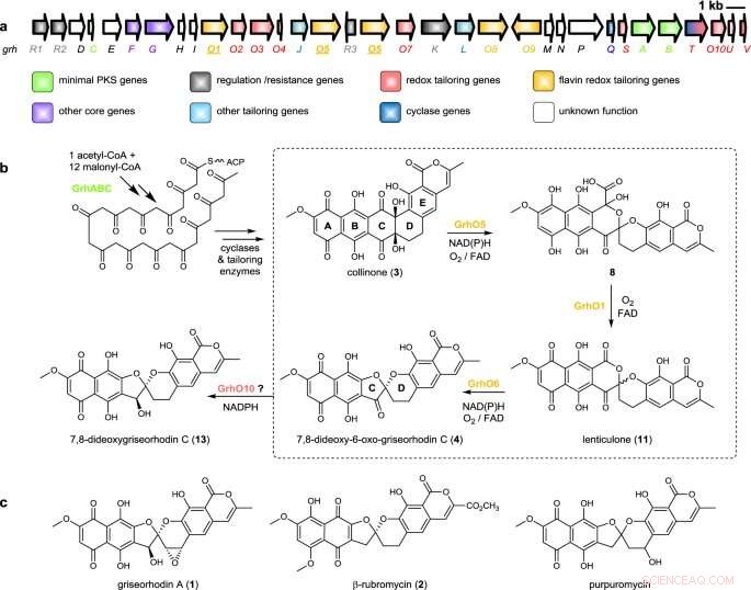 Key Enzymes Driving Natural Product Biosynthesis