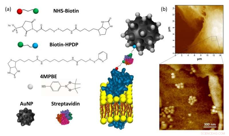 High-Precision Biosensor for Monitoring Extracellular Hydrogen Peroxide Levels