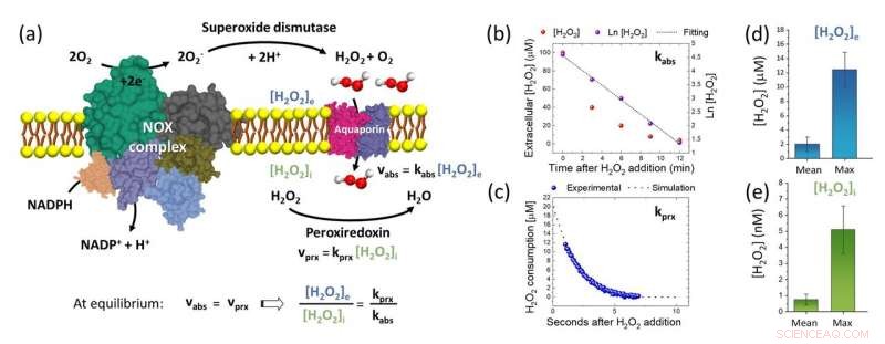 High-Precision Biosensor for Monitoring Extracellular Hydrogen Peroxide Levels