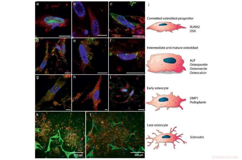 Scientists Grow Highly Realistic Bone Tissue from Woven Stem Cells