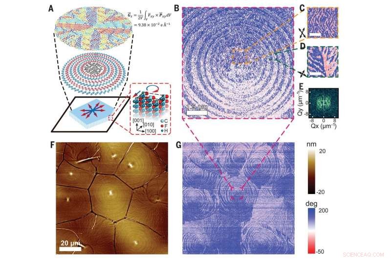 Concentric Circular Polarization Bands Discovered in Ferroelectric Polymer: A Breakthrough in Toroidal Topology