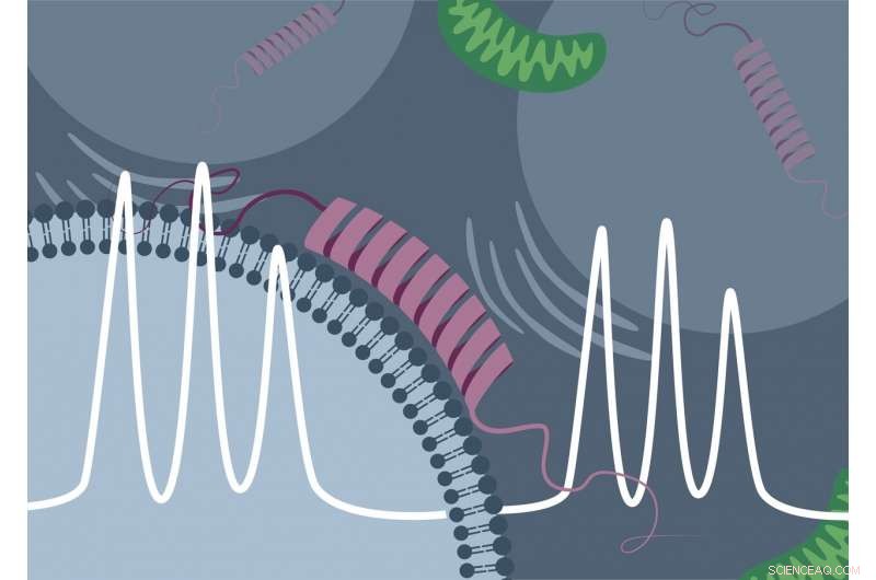 Scientists Directly Observe α‑Synuclein Binding to Cell Membranes in Living Cells
