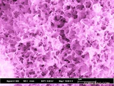 How Proteins Direct Cell Behavior and Design Functional Biomaterials