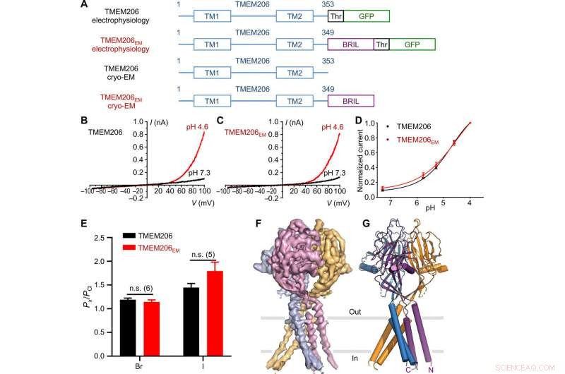 High‑Resolution Cryo‑EM Structure of TMEM206, a Proton‑Activated Chloride Channel