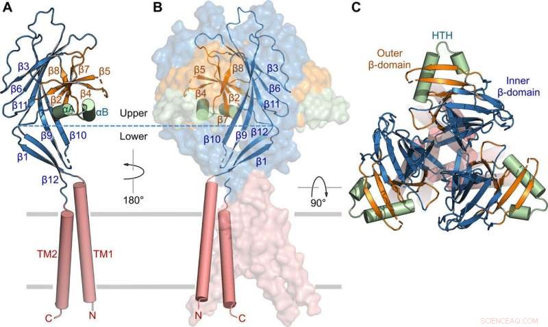 High‑Resolution Cryo‑EM Structure of TMEM206, a Proton‑Activated Chloride Channel