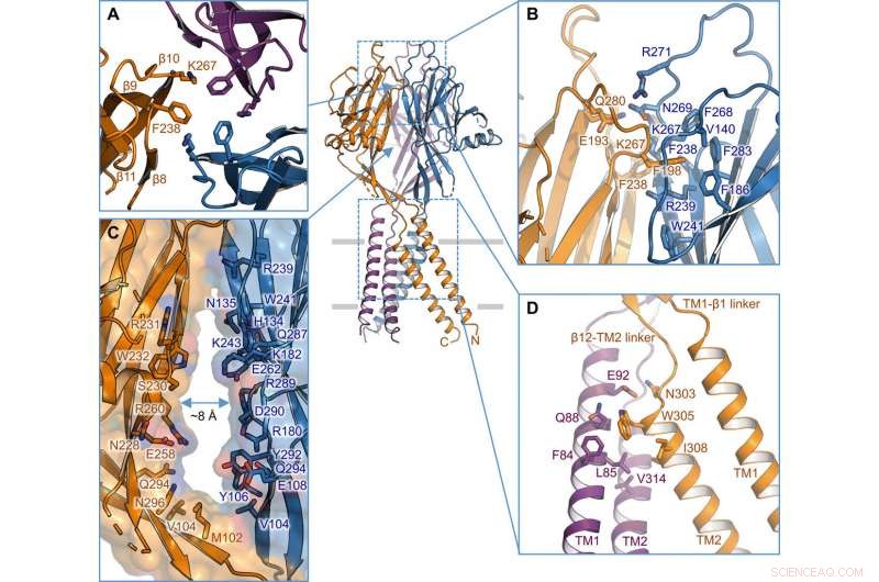 High‑Resolution Cryo‑EM Structure of TMEM206, a Proton‑Activated Chloride Channel