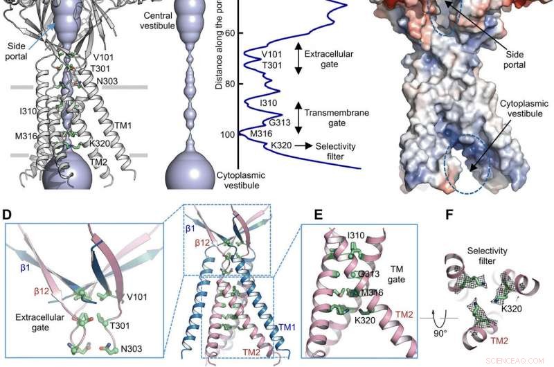 High‑Resolution Cryo‑EM Structure of TMEM206, a Proton‑Activated Chloride Channel