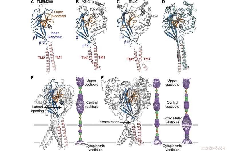 High‑Resolution Cryo‑EM Structure of TMEM206, a Proton‑Activated Chloride Channel