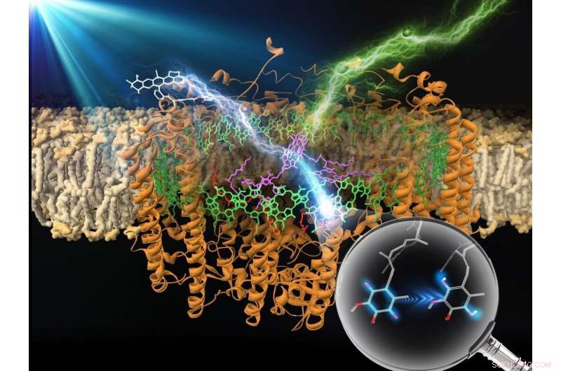 Scientists Boost Photosynthetic Enzyme Efficiency with Fluorophore Additions