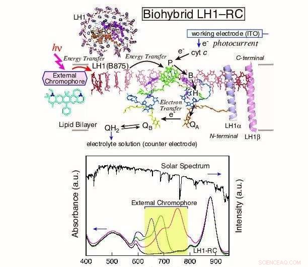 Scientists Boost Photosynthetic Enzyme Efficiency with Fluorophore Additions