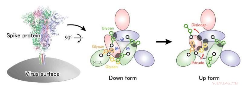 How Glycans Drive SARS‑CoV‑2 Spike Protein Function and COVID‑19 Infection