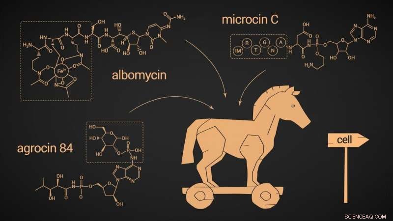 Trojan Horse Antimicrobial Agents Unveiled: A New Frontier in Bacterial Targeting
