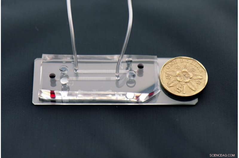 CAMP Researchers Introduce Rapid 15‑Minute Immune‑Response Test