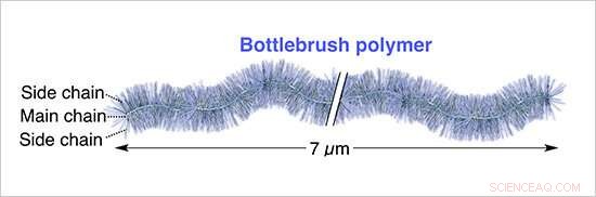 Record-Breaking Longest Bottlebrush Polymer Created by NIMS and RIKEN