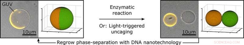 Engineered Division and Growth Mechanisms for Synthetic Vesicles