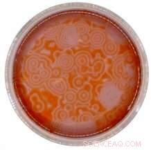 Decoding Chemical Wave Patterns in the Belousov–Zhabotinsky Reaction