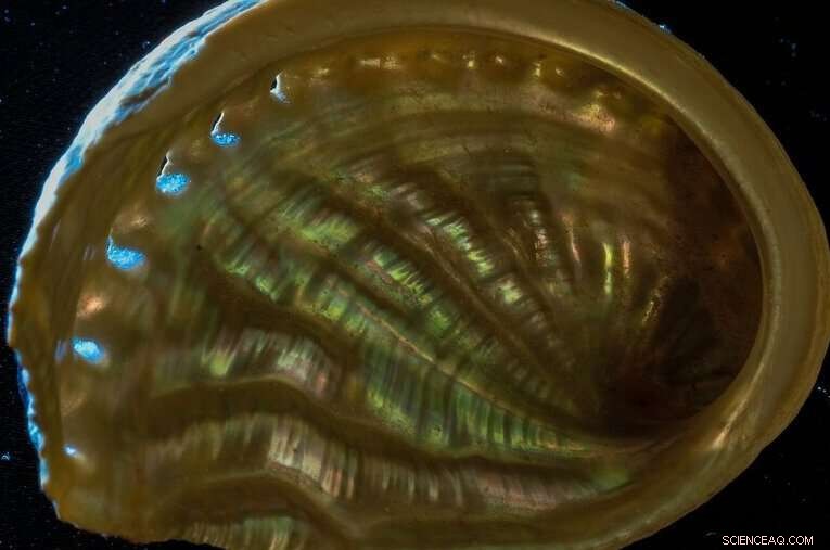 Revolutionary Non‑Destructive Optical Method Unveils Mother‑of‑Pearl s Hidden Structure