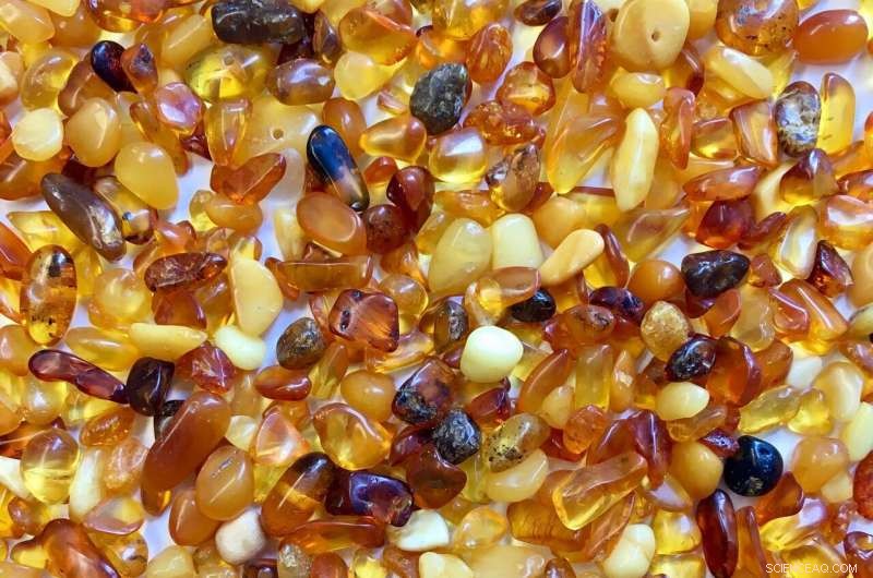Baltic Amber’s Ancient Compounds Show Promise Against Drug‑Resistant Infections