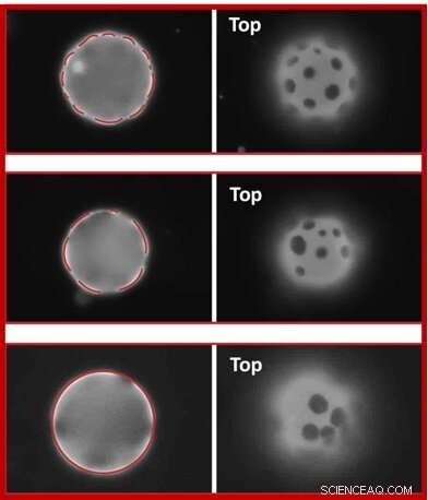 Scientists Leverage Elasticity to Precisely Position Microplates on Curved 2D Fluids