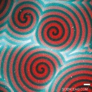 Revolutionary Cellular Transport Mechanism Discovered