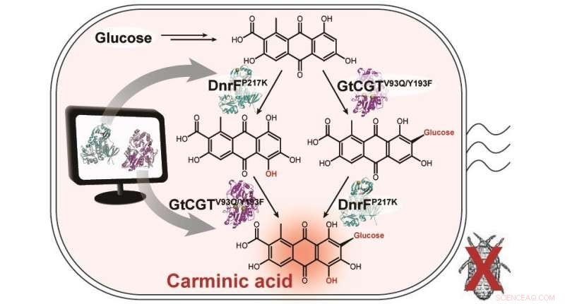 Efficient Microbial Production of Natural Red Colorant Carminic Acid
