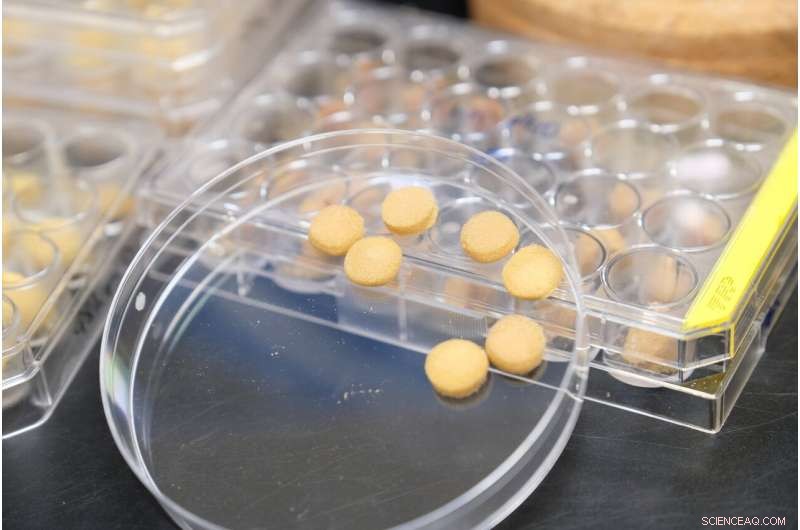 Eco-Friendly Pollen Sponge Offers Innovative Solution to Remove Water Contaminants